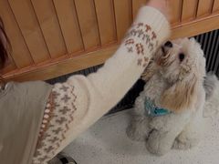 -帕帕拉兹宠物(亚洲旗舰店)