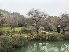 -香雪海