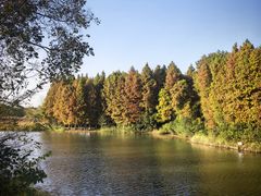 -溱湖国家湿地公园