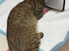 -宠颐生汉谟拉比宠物医院