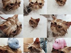 -PETKIT小佩宠物(古北店)