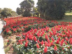 -松山湖南湖湾露营营地