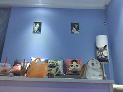 -喵的天空名猫咖啡馆·撸猫·猫舍·用品