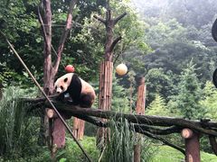 -都江堰中华大熊猫苑