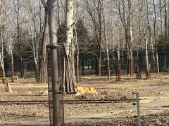 -秦皇岛野生动物园