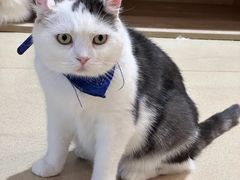 -藏猫猫咖啡主题馆(中央大道店)