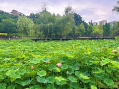 -沐仙湖湿地公园