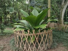 -中国科学院西双版纳热带植物园