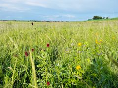 -天鹅湖生态旅游风景区