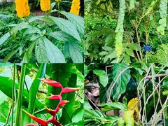 -中国科学院西双版纳热带植物园