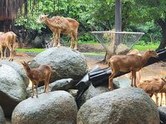 -广州长隆野生动物世界
