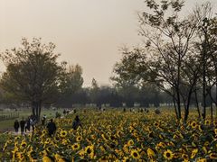 -汉长安城未央宫国家考古遗址公园