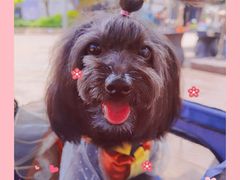 -帕帕拉兹宠物(亚洲旗舰店)