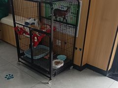 -瑞派长江宠物医院·猫科·外科·24小时夜护(谊城公寓分院)