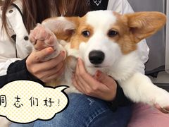 -浣熊柯尔鸭土拨鼠·电玩咖