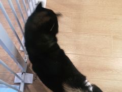 -南京Hallo宠物乐园·哈罗犬舍·柴犬繁育基地