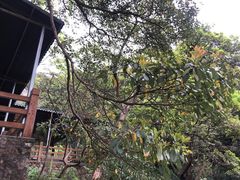 -罗浮山-南楼寺