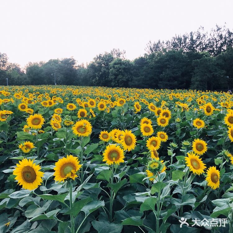 奥森百亩向日葵开啦🌻太美太出片了🌻 