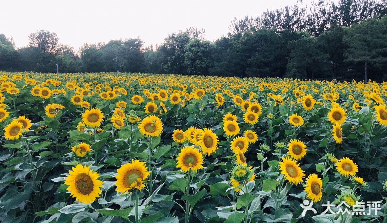 奥森百亩向日葵开啦🌻太美太出片了🌻 