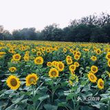 奥森百亩向日葵开啦🌻太美太出片了🌻 