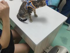 -瑞派宠物医院(搏威敦和院)