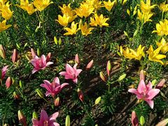 -长春公园(普阳街道)