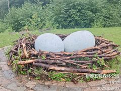 -五营红松林海景区