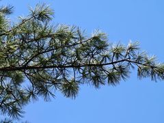 -黄椅山火山森林公园