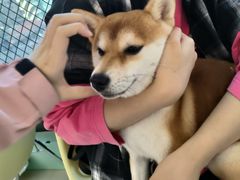 -怪兽屋·羊驼·猫咖·狗咖(俊华广场店)