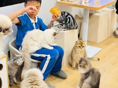 -有喵·猫咖·狗咖·30几只猫10只小狗(岗厦店)