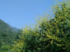 -北京鹫峰国家森林公园