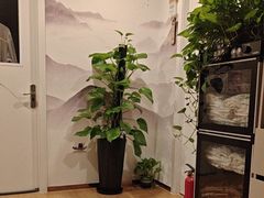 -领享养生会所·采耳·SPA按摩(厦门吕厝店)