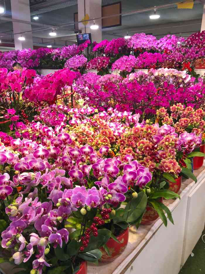 众兴园林花木绿植中心-"真的是个宝藏花卉市场,一排排平房,大部分.