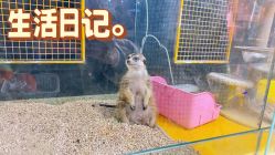 -神奇动物撸宠馆·羊驼·小浣熊·异宠(豫园店)