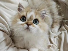 -十月米努特矮脚猫舍