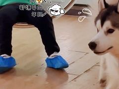 -Husky Go! 哈士奇体验馆·宠物咖啡厅狗咖