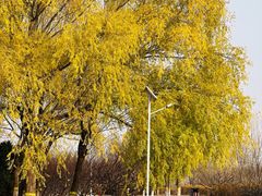 -永定河休闲森林公园