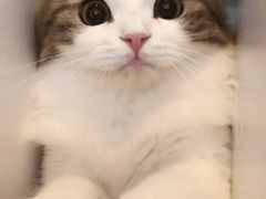 -無邪日式甜品(世博源店)