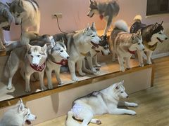 -Husky Go! 哈士奇体验馆·宠物咖啡厅狗咖