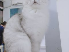 -喵的天空名猫咖啡馆·撸猫·猫舍·用品