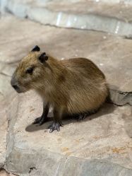 -Zoolung Zoolung动物主题公园(海信广场店)