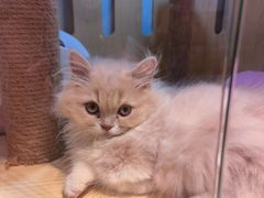 -momokira米努特·德文卷毛猫·棉花面纱犬