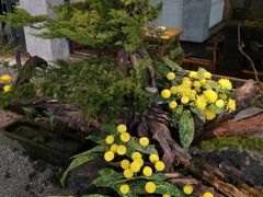 -乐领拈花溪·林涧食韵