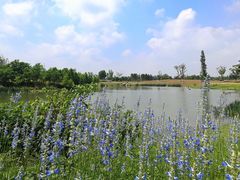 -瑶湖郊野森林公园