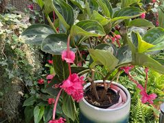 -北京植物园-展览温室