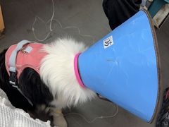 -联合动物医院(光谷诊疗中心)