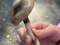 -硗碛藏寨·神木垒景区