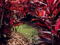 -中国科学院西双版纳热带植物园