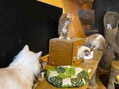 -猫猫幼稚园·撸猫·桌游·电玩