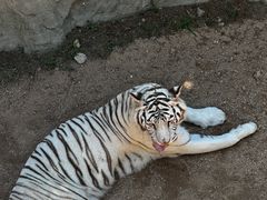 -西霞口神雕山野生动物世界